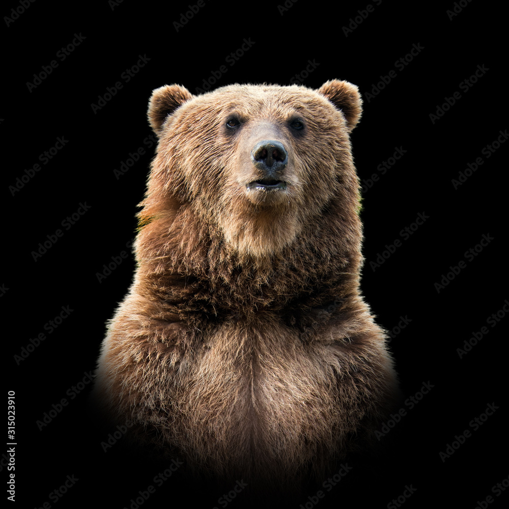 Obraz premium Bear on dark background
