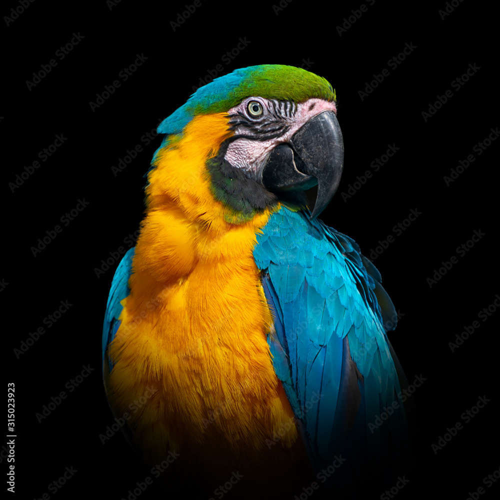 Parrot on dark background