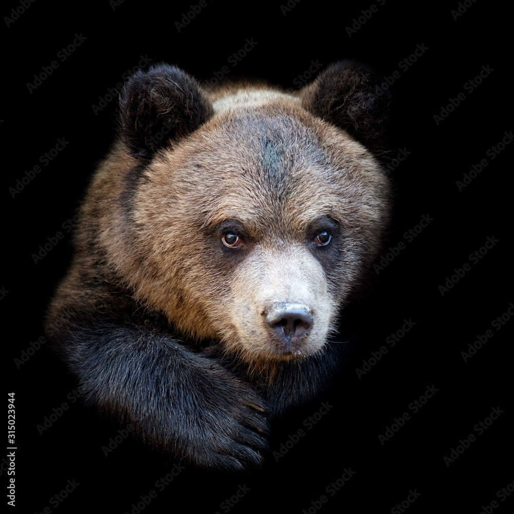 Bear on dark background - obrazy, fototapety, plakaty 