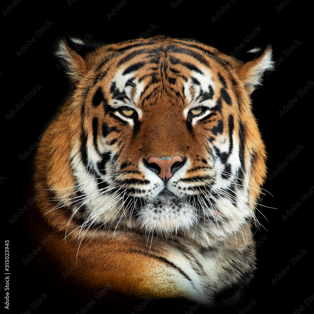 Tiger on dark background
