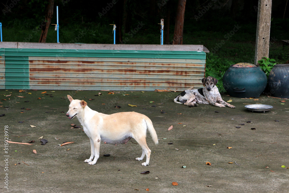A white dog is pregnant, a hungry stray dog ​​is waiting for food from a philanthropist.