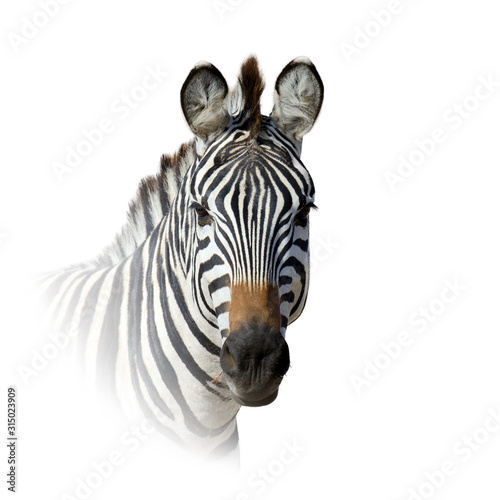 ANIMAL on white background