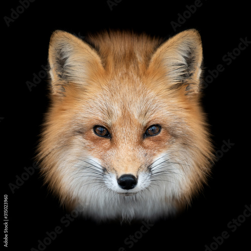Red fox  on dark background photo