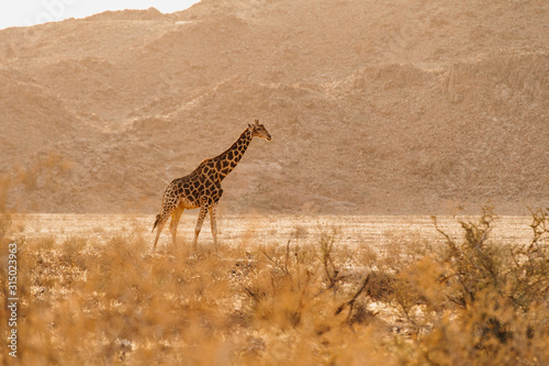 young giraffe in the wild in Namibia © wideeyes