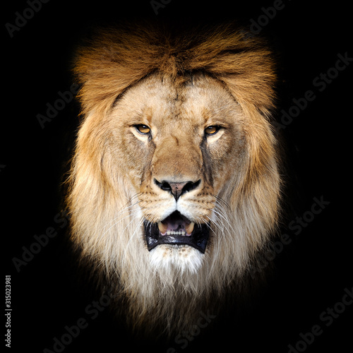 Lion on dark background