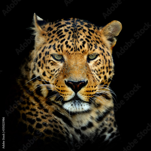 Leopard on dark background
