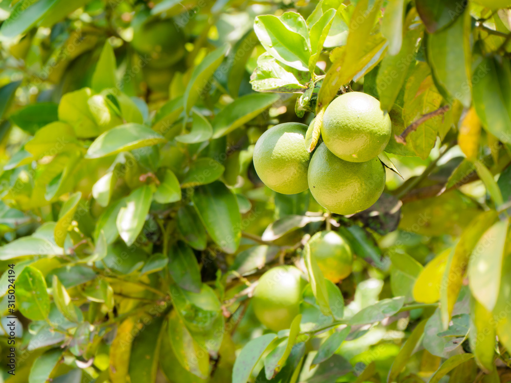 Unripe oranges