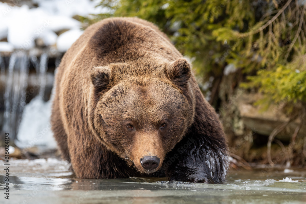 Wild brown bear near a forest lake Wild brown bear near a forest lake