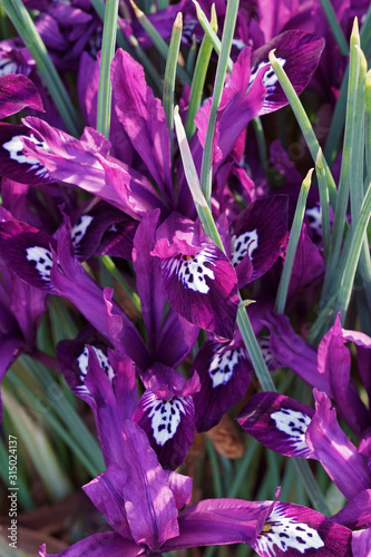 Pauline Dwarf Iris (Iris ‘Pauline’). Hybrid between Iris reticulata and Iris histrioides. photo