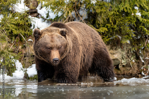 Wild brown bear near a forest lake