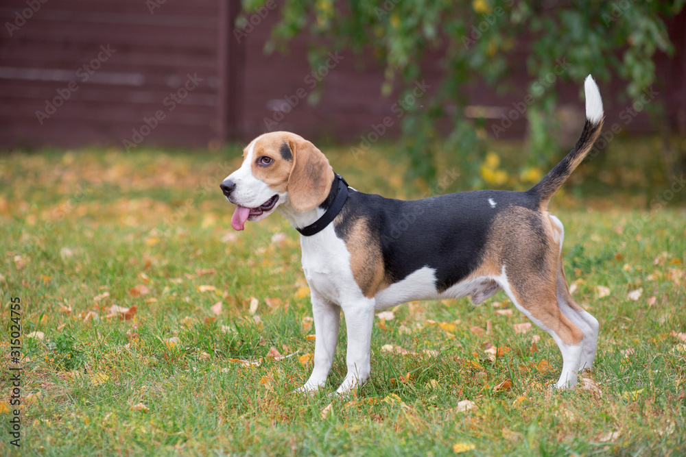 Cute beagle puppy is standing with lolling tongue in the autumn park. Pet animals.