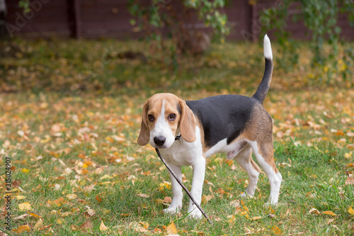 Cute beagle puppy is holding a twig of a tree in his teeth. Pet animals.