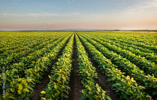 Photographie Open soybean field at sunset.