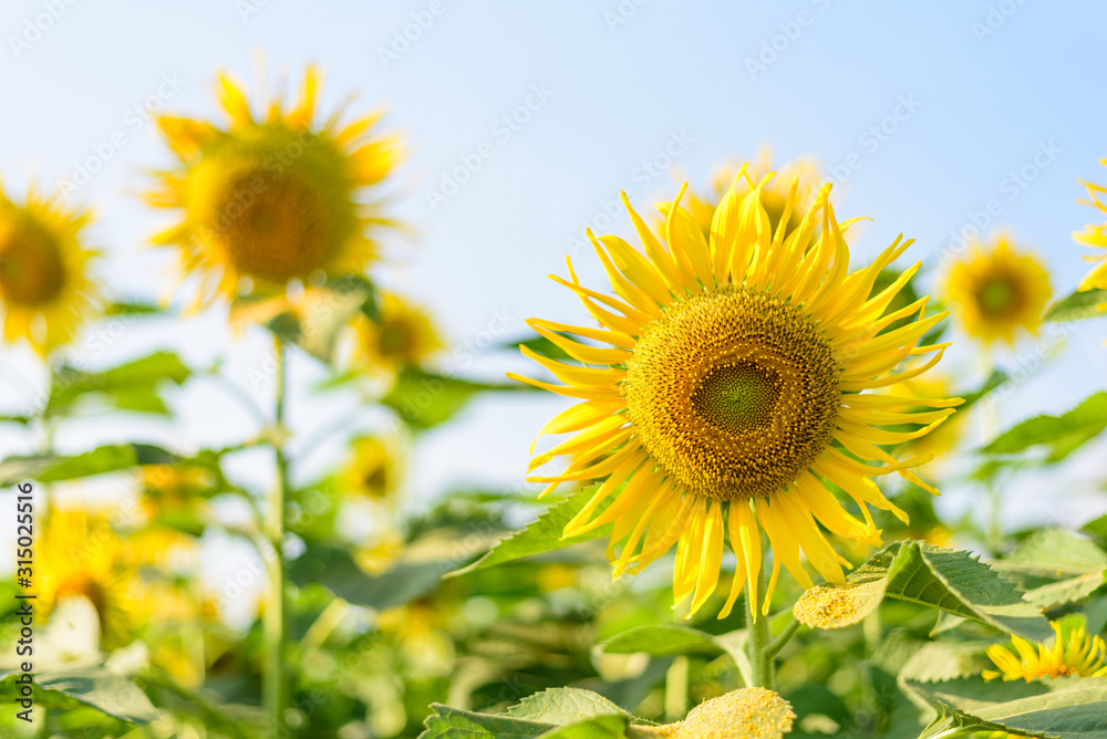 Fresh sunflower with blue sky in sunshine day