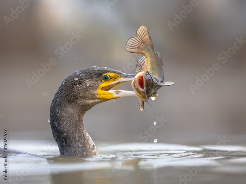 Great cormorant eating Black Bullhead fish photo