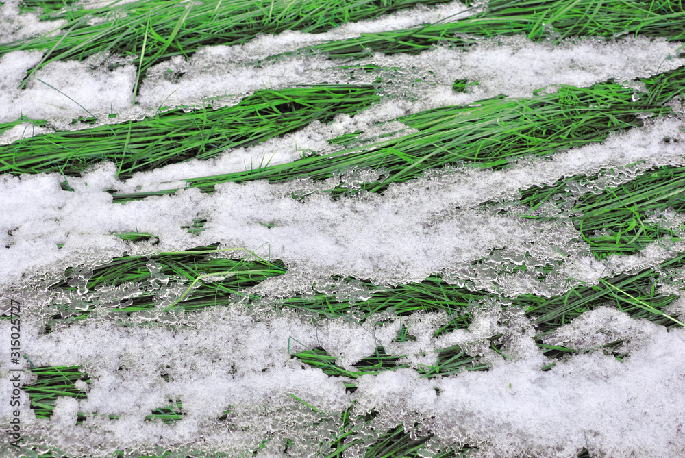 Bright green fresh grass covered with white snow, natural organic background texture top view
