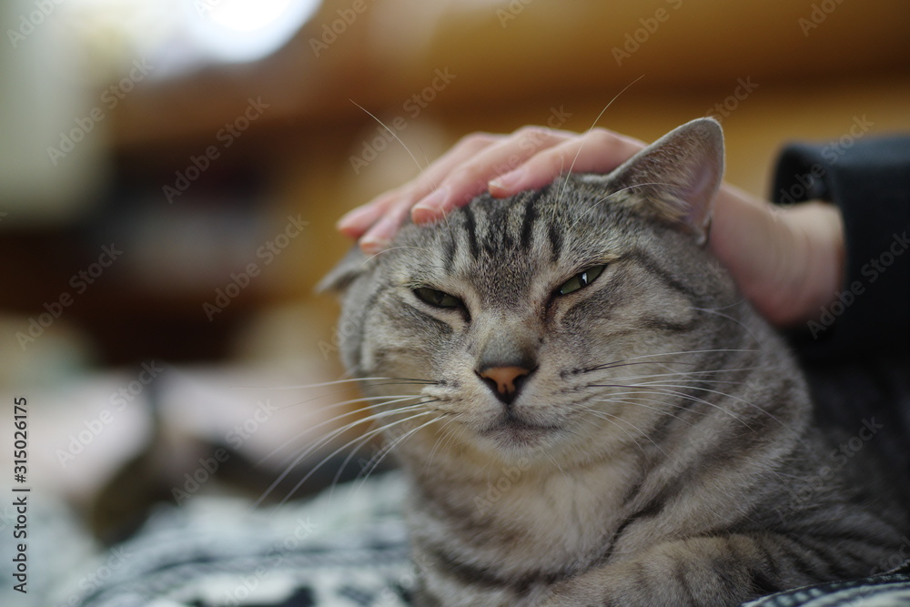 猫と暮らす 猫と暮らす