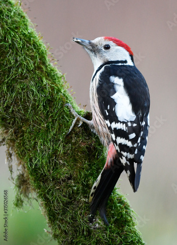 Middle spotted wodpecker (Dendrocoptes medius) photo