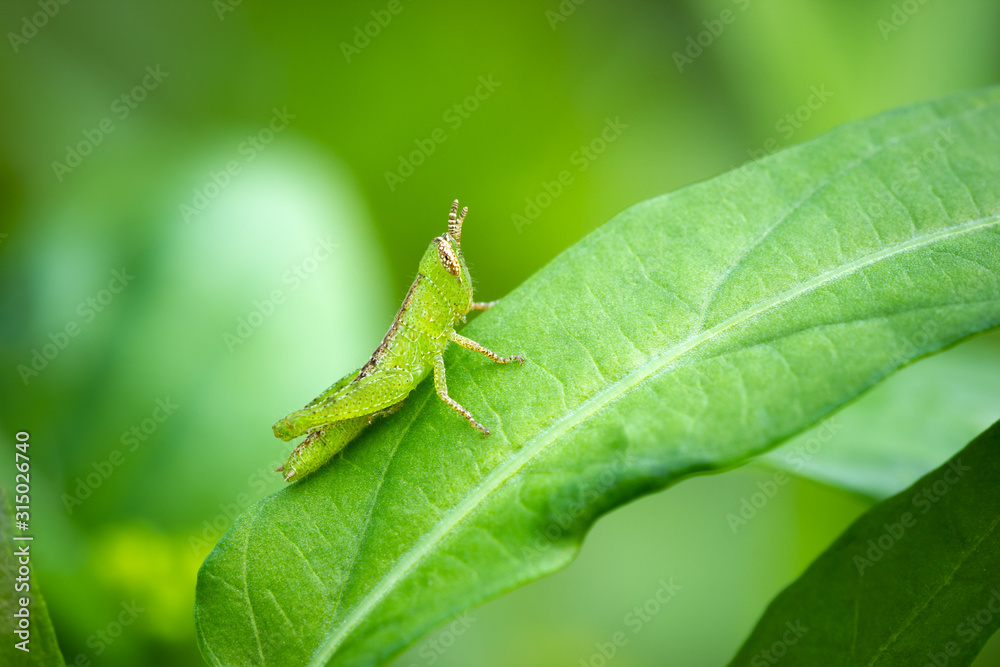 Grasshopper on green leaf in organic farm. Closeup and copy space. Integrity of natural environment. Grasshopper on green leaf in organic farm. Closeup and copy space. Integrity of natural environment.