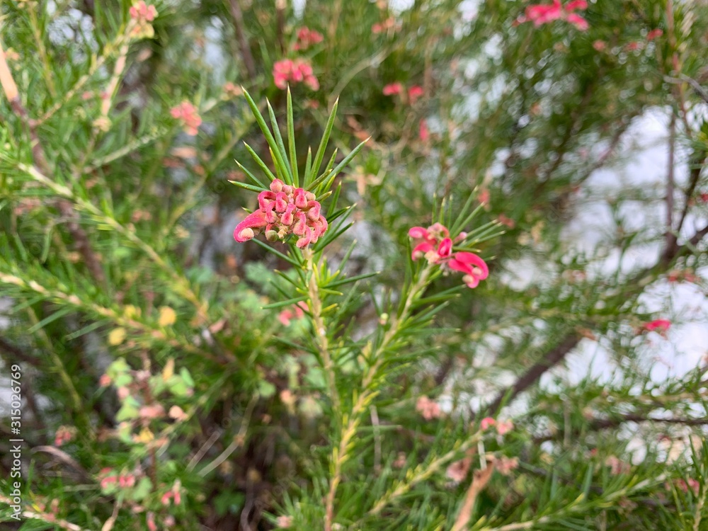 Blooming with pink flowers coniferous tree