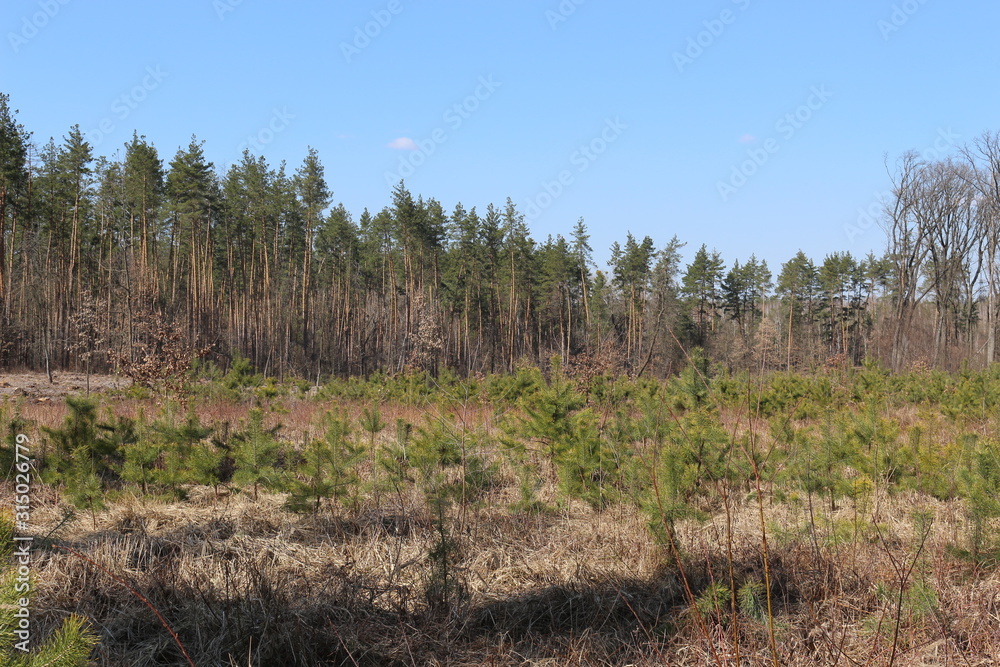 Nature awakens in early spring. Spring forest is beautiful with fresh grass and emerging leaves. Nature awakens in early spring. Spring forest is beautiful with fresh grass and emerging leaves.