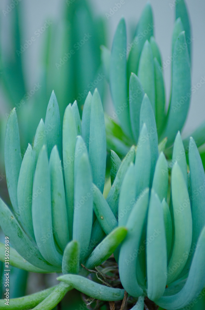 Fototapeta premium 多肉植物