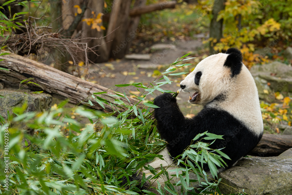 Fototapeta premium A young giant panda sitting and eating bamboo