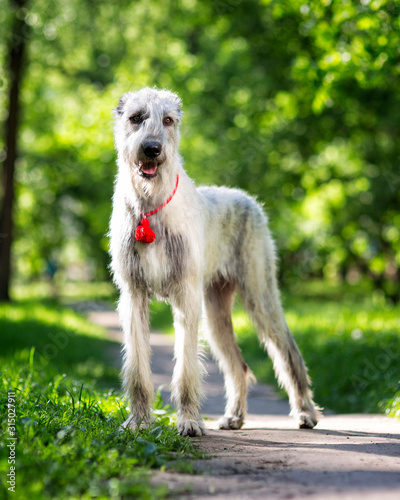 Irish Wolfhound portrait