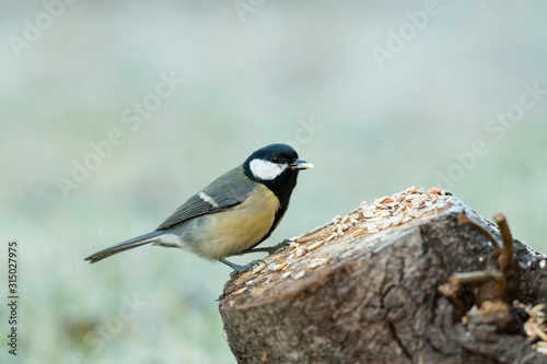 A great tit sitting on a piece of wood