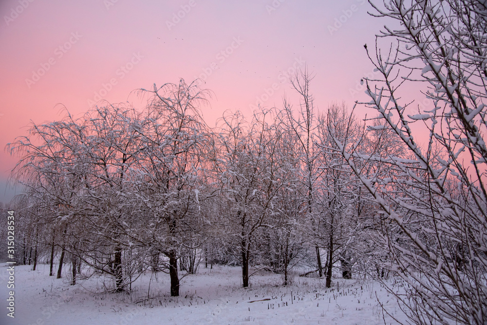 Bright pink-purple dawn over a snow-covered Park Bright pink-purple dawn over a snow-covered Park