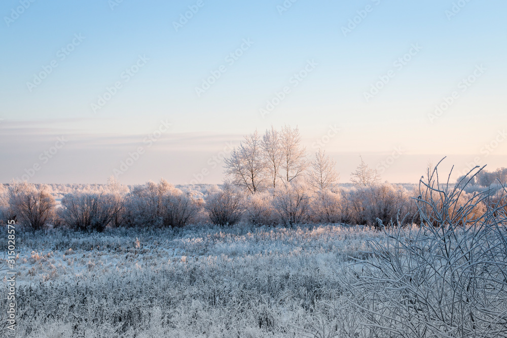 Winter landscape. Dry grass, bushes and trees in hoarfrost in a white field covered with snow. Skyline. Blue sky. Sunny frosty day. Winter landscape. Dry grass, bushes and trees in hoarfrost in a white field covered with snow. Skyline. Blue sky. Sunny frosty day.