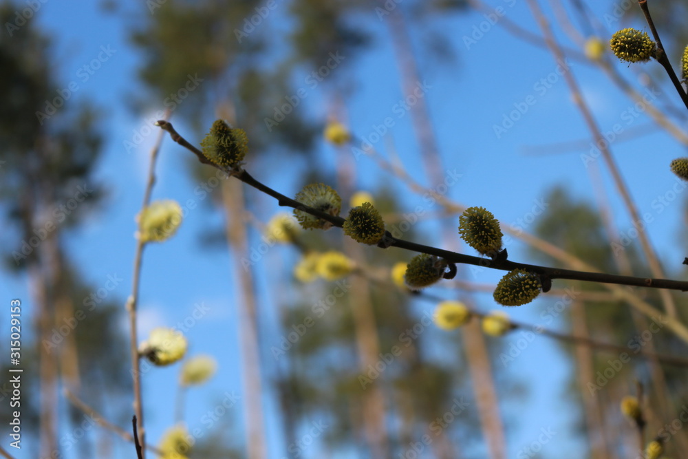 Willow blossoms in early spring in the forest. Her flowers look like fluffy kittens Willow blossoms in early spring in the forest. Her flowers look like fluffy kittens