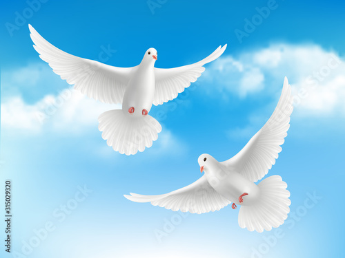 Bird in clouds. Flying white pigeons in blue sky peaceful religion concept with realistic birds vector background. Illustration realistic pigeon, religious symbols bird freedom