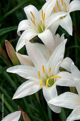 Fototapeta Naklejka Na Ścianę i Meble -  Atamasco Lily (Zephyranthes atamasco).