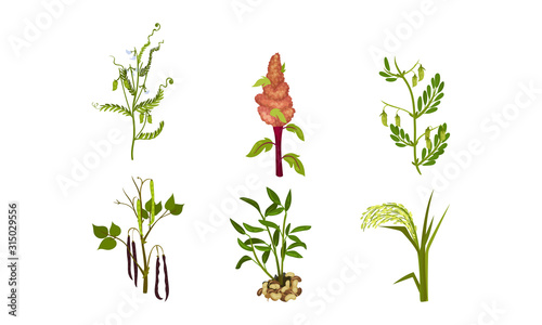 Legume Plants with Leaves, Pods and Flowers Vector Set