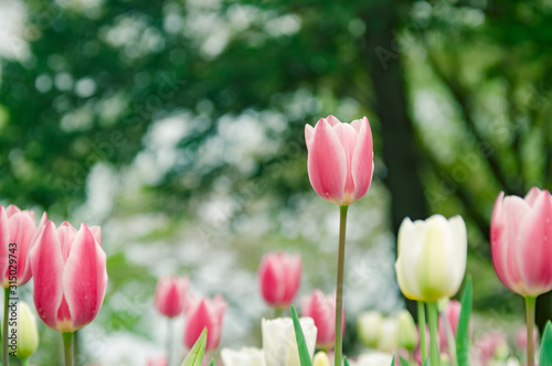 tulipany-na-tle-rozmytych-drzew
