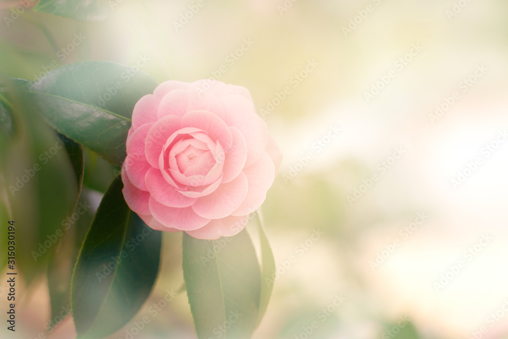 Obraz premium 乙女椿