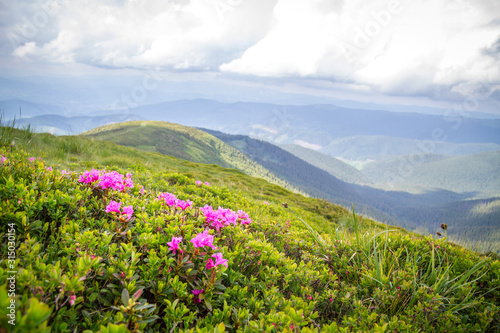 Carpathian mountains in summer