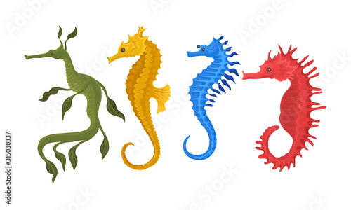 Seahorse Species with Fancy Body Shape Vector Set