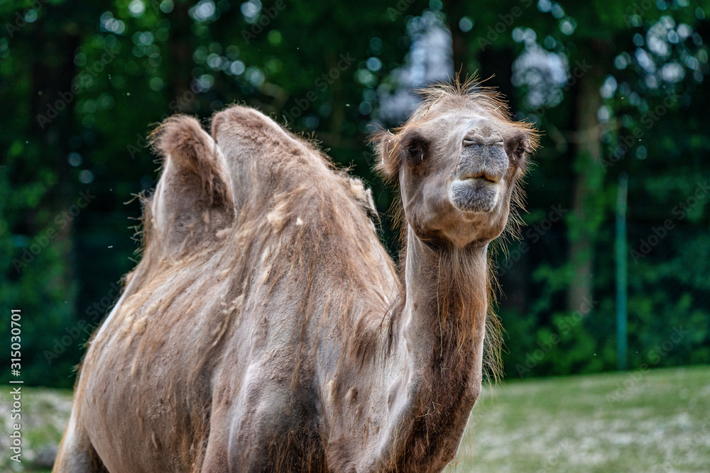 Fototapeta premium Bactrian camel, Camelus bactrianus in a german zoo