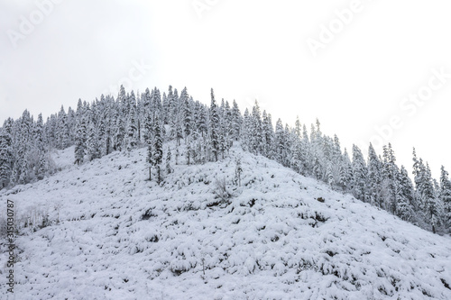 Beautiful taiga hills on Far East of Russia in early october. Taiga in winter. Beautiful nature. Frosty weather photo