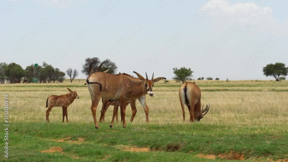 Indigenous herd of African Roan antelope grazing together in a wildlife reserve. Indigenous herd of African Roan antelope grazing together in a wildlife reserve.