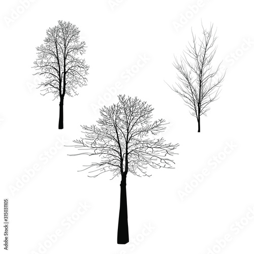 Three bare trees of black color. Trees with branches without leaves.