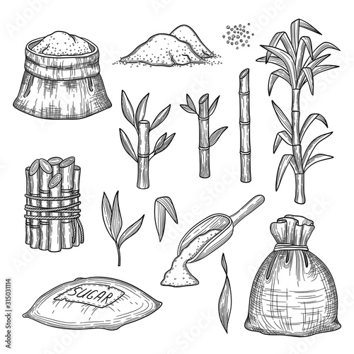 Sugar cane. Plants leaves fresh farm engraving harvest sugar vector hand drawn illustrations set. Sugarcane natural, cane sugar harvest, organic stalk