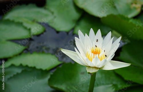 lotus flowers