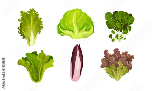 Green Vegetables and Herbs with Stems and Fibres Vector Set