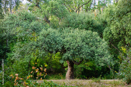 Quercus suber, commonly called cork oak, is a medium-sized evergreen oak in the Quercus section at the edge of a large clearing in Massandra Park in Crimea. Nature concept for design. photo