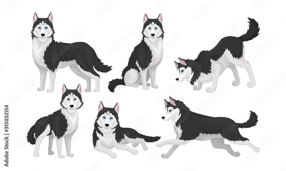 Husky in Different Poses Isolated on White Background Vector Set