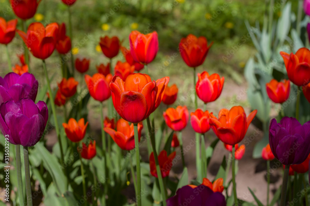 meadow with beautiful tulips in spring illuminated by the sun.