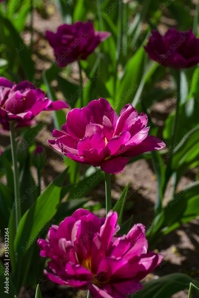 large maroon-red tulips close-up